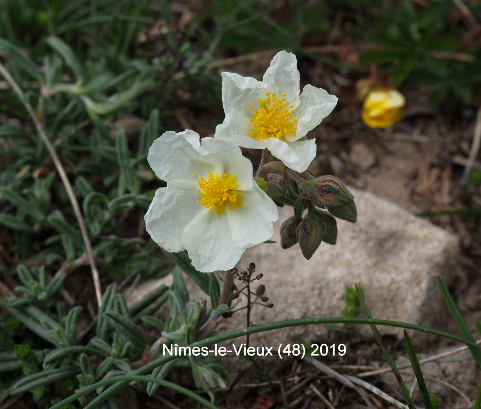 Rock-Rose, Apennine